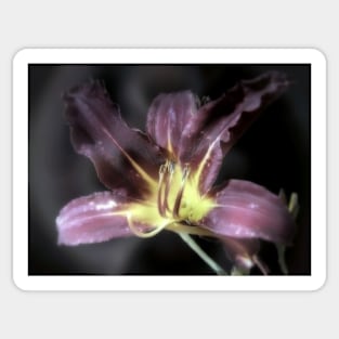 red magic day lily Sticker